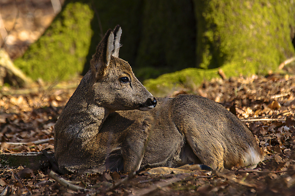 포토 JPG 해외이미지 동물 여자 남자 유럽 야생동물 백그라운드 밭 포유류 자연 털 뿔 서기 잔디 사람없음 야외 목재 달러 봄 관찰 황무지 숲 트로피 사냥 사냥꾼 공터 내추럴 서쪽 아기사슴 암사슴 해외포토 나무 식물 직업 계절 나라 새끼 돈 농업 재료 모션 사슴 사람 암컷 방향 상_우승 생태계 파일형식 이미지허브