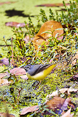 포토 JPG 해외이미지 동물 아시아 야생동물 날개 자연 조류 국립공원 사람없음 야외 초록색 뷰티 환경 회색 다양 보호 숲 깃털 생태계 생물학 부리 네팔 서식지 동물상 무료 보호구역 생태학 해외포토 공원 교육 나라 컬러 다수 컨셉 조형물 구역 파일형식 이미지허브