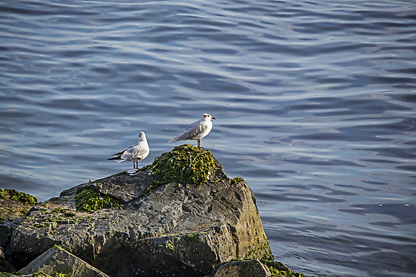 포토 JPG 해외이미지 물결 바다 두마리 갈매기 이끼 사람없음 해외포토 2 조류 파일형식 이미지허브