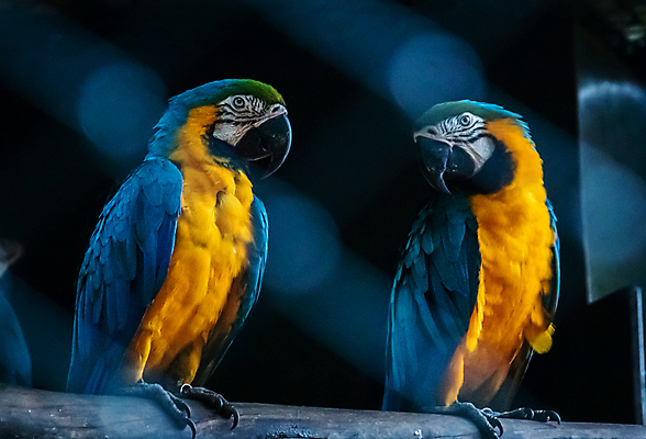 포토 JPG 해외이미지 야생동물 백그라운드 날개 조류 동물원 앉기 사람없음 파란색 반려동물 컬러풀 노란색 활발 나뭇가지 깃털 부리 앵무새 리빙 강렬 이국적 잉꼬 지능 해외포토 멸종위기종 나무 동물 컬러 컨셉 모션 파일형식 이미지허브