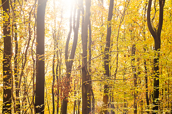 포토 JPG 해외이미지 나무 계절 공원 길 백그라운드 단풍 잎 오렌지 자연 사람없음 야외 목재 빨간색 빛 컬러풀 햇빛 태양 노란색 환경 맑음 활발 나뭇가지 황금 숲 11월 장면 10월 내추럴 해외포토 자연요소 식물 공공시설 컬러 컨셉 과일 재료 날씨 날짜 생태계 파일형식 이미지허브