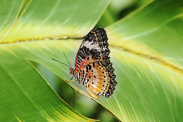 포토 JPG 해외이미지 식물 동물 디자인 야생동물 나비 곤충 잎 패턴 곡선 날개 자연 생물 사람없음 빛 컬러풀 햇빛 정원 활발 원형 우아함 작음 묘사 싱글 고립 해외포토 도형 선 컬러 컨셉 무늬 태양 크기 생태계 파일형식 이미지허브