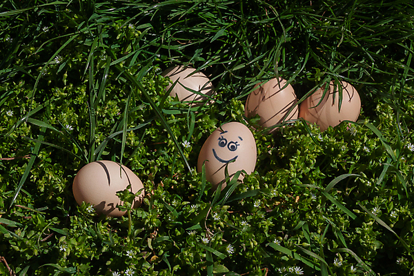 포토 JPG 해외이미지 식물 전통 계절 꽃 행복 음식 백그라운드 컨셉 농업 다이어트 자연 휴가 부활절 건강 미소 사람없음 장식 초록색 컬러풀 농장 정원 계란 축제 치킨 봄 시골 축하 그리기 그룹 수집 심볼 오브젝트 에코 유기농 사냥 날것 내추럴 단백질 해외포토 웰빙 기념일 감정 산업 컬러 모션 표정 환경 알 생태계 닭고기요리 영양소 파일형식 이미지허브