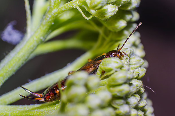 포토 JPG 해외이미지 식물 동물 꽃 야생동물 곤충 백그라운드 절지류 신체 자연 휴식 사람없음 빨간색 초록색 반짝임 뷰티 갈색 환경 정원 검은색 봄 줄무늬 흰색 구출 닫기 벌레 숲 딱정벌레 묘사 무당벌레 내추럴 고립 동물상 해외포토 계절 컬러 컨셉 무늬 모션 조형물 도움 생태계 파일형식 이미지허브