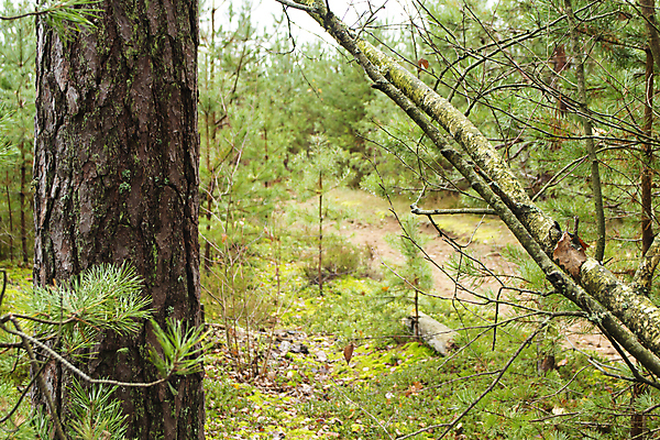 포토 JPG 해외이미지 나무 공원 도로 길 잎 자연 그림자 풍경 사람없음 야외 여름 햇빛 노란색 환경 버섯 안개 가을 소나무 숲 오솔길 9월 11월 유기농 10월 방법 벨로루시 삼림지대 해외포토 식물 웰빙 계절 공공시설 컬러 교통시설 날씨 태양 날짜 생태계 파일형식 이미지허브