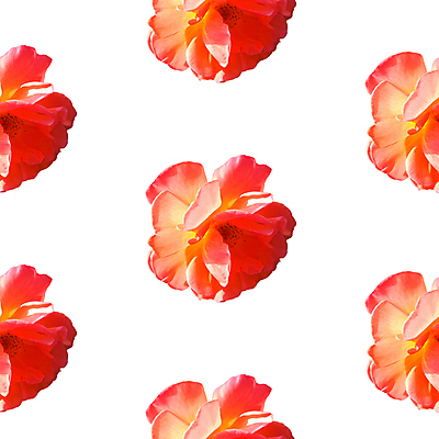 포토 JPG 해외이미지 꽃 백그라운드 패턴 사람없음 빨간색 패턴백그라운드 흰색 해외포토 식물 컬러 무늬 파일형식 이미지허브