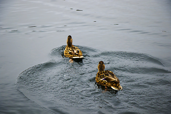 포토 JPG 해외이미지 나무 동물 공원 실루엣 야생동물 여행 백그라운드 날개 자연 조류 하늘 사람없음 야외 공중 가로 파란색 관광지 컬러풀 환경 자유 내추럴 고립 동물상 카피스페이스 해외포토 식물 공공시설 컬러 컨셉 촬영기법 조형물 공백 생태계 파일형식 이미지허브
