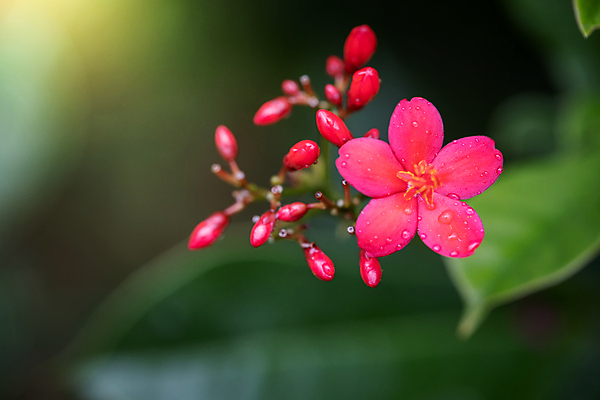 포토 JPG 해외이미지 식물 계절 꽃 분홍색 백그라운드 잎 밭 비즈니스 자연 선물 사랑 사람없음 야외 장식 빨간색 초록색 햇빛 장미 노란색 상점 봄 벚꽃 흰색 그룹 시장 허브 주기 원예 제비 해외포토 감정 컬러 농업 모션 조류 취미 태양 생태계 파일형식 이미지허브