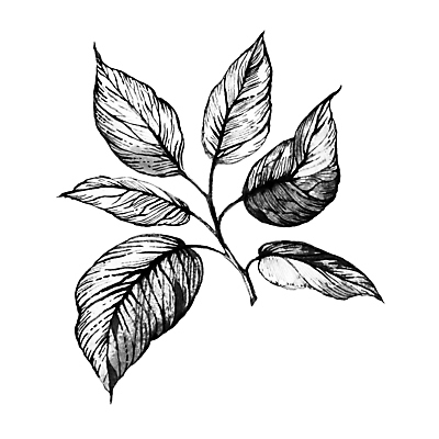 포토 JPG 해외이미지 나무 식물 디자인 계절 포스터 줄기 잎 꽃무늬 일러스트 자연 벽지 추상 미술 사람없음 그래픽 장식 한개 봄 회색 수확 흰색 나뭇가지 직물 인사 신선 화려 우아함 숲 인쇄 흰배경 그림 질감 복고 손그림 고립 그런지 엘리먼트 해외일러스트 1 꽃 컬러 백그라운드 컨셉 무늬 농업 문화예술 예절 생태계 파일형식 이미지허브