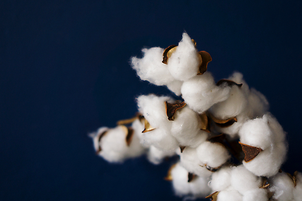 포토 JPG 해외이미지 사람없음 면 유기농 파란배경 부드러움 목화꽃 목화솜 해외포토 웰빙 꽃 백그라운드 파란색 감각 솜 파일형식 이미지허브