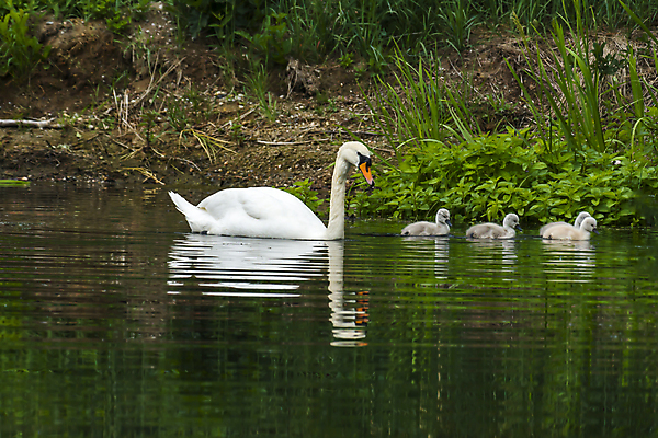 포토 JPG 해외이미지 동물 어린이 사람없음 귀여움 거울 아기 우아함 해외포토 컨셉 사람 파일형식 이미지허브