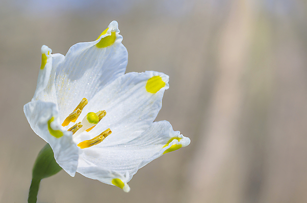 포토 JPG 해외이미지 식물 계절 꽃잎 꽃 분홍색 백그라운드 겨울 꽃무늬 봄꽃 자연 부활절 사람없음 야외 초록색 파란색 컬러풀 뷰티 노란색 정원 맑음 보라색 봄 성장 벚꽃 인사 개화 4월 다발 제비꽃 엽서 라일락 내추럴 사프란 헌병 해외포토 기념일 컬러 무늬 날씨 군인 예절 날짜 편지 향신료 생태계 파일형식 이미지허브