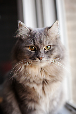 포토 JPG 해외이미지 동물 1 응시 텍스트 포유류 수염 털 실내 사랑 앉기 사람없음 반려동물 노란색 우주 고양이 어둠 줄무늬 회색 선택 작음 얼룩무늬 솜털 수의사 해외포토 시선 감정 컬러 컨셉 무늬 모션 내부 의사 크기 파일형식 이미지허브