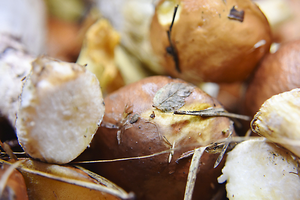 포토 JPG 해외이미지 식물 계절 유럽 음식 백그라운드 꽃무늬 오렌지 재료 자연 건강 종류 요리 사람없음 야외 갈색 노란색 검은색 식사 버섯 성장 신선 황금 맛 숲 묘사 메뉴 유기농 질감 생물학 레시피 내추럴 곰팡이 생태학 채식주의자 캡모자 해외포토 모자_잡화 웰빙 교육 꽃 나라 컬러 컨셉 무늬 과일 생태계 채식 파일형식 이미지허브