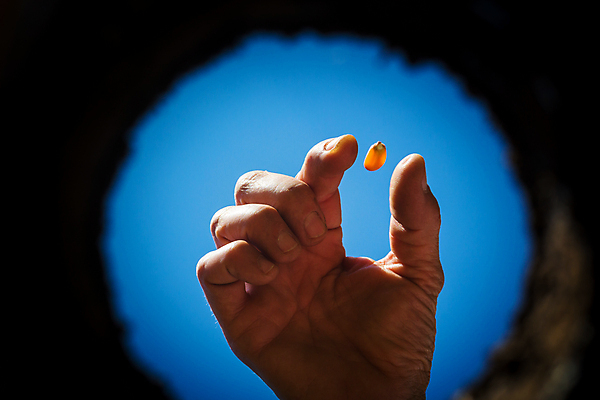 포토 JPG 해외이미지 식물 손 지구 컨셉 농업 자연 하늘 새로움 실내 옥수수 씨앗 사람 사람없음 내부 초록색 농장 정원 성장 업무 구멍 과수원 땅 생태계 원예 땅바닥 모종 생태학 해외포토 교육 산업 컬러 곡류 바닥 취미 신체부위 작업 파일형식 이미지허브