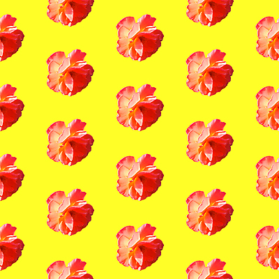 포토 JPG 해외이미지 꽃 백그라운드 패턴 사람없음 빨간색 노란색 패턴백그라운드 해외포토 식물 컬러 무늬 파일형식 이미지허브