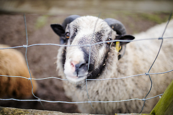 포토 JPG 해외이미지 동물 응시 야생동물 백그라운드 밭 농업 포유류 자연 영국 잉글랜드 뿔 사람없음 야외 목재 울타리 컬러풀 농장 머리 환경 금속 흰색 시골 양 소 먼지 진흙 양모 밭일 목가 해외포토 나무 시선 유럽 산업 컬러 재료 재질 신체부위 담장 직물 생태계 파일형식 이미지허브