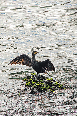 포토 JPG 해외이미지 바다 조류 이끼 사람없음 물 돌_바위 날갯짓 해외포토 자연요소 동물 파일형식 이미지허브