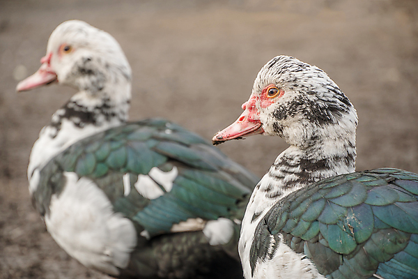 포토 JPG 해외이미지 동물 야생동물 농업 날개 자연 조류 오리 종류 사람없음 반려동물 달리기 농장 머리 농사 가축 시골 입 깃털 코 부리 펜촉 거위 칠면조 수탉 깃털펜 동물상 밭일 암탉 총구 해외포토 산업 모션 신체부위 조형물 펜 닭 암컷 수컷 생태계 파일형식 이미지허브