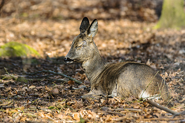포토 JPG 해외이미지 동물 여자 남자 유럽 야생동물 백그라운드 밭 포유류 자연 털 뿔 서기 잔디 사람없음 야외 목재 달러 봄 관찰 황무지 숲 트로피 사냥 사냥꾼 공터 내추럴 서쪽 아기사슴 암사슴 해외포토 나무 식물 직업 계절 나라 새끼 돈 농업 재료 모션 사슴 사람 암컷 방향 상_우승 생태계 파일형식 이미지허브