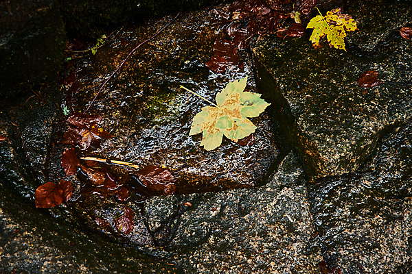 포토 JPG 해외이미지 유럽 여행 잎 휴가 국립공원 사람없음 강 컬러풀 걷기 폭포 하이킹 탐험 장노출 체코 전나무 해외포토 나무 식물 공원 나라 컬러 모션 자연 레저 촬영기법 파일형식 이미지허브