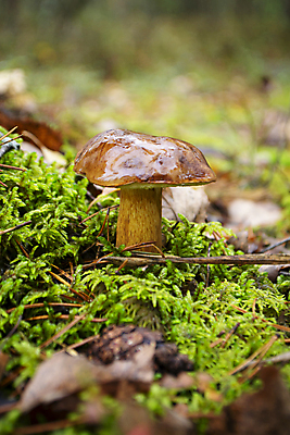 포토 JPG 해외이미지 식물 계절 음식 줄기 백그라운드 잎 과일 자연 바닥 이끼 사람없음 야외 목재 초록색 여름 갈색 버섯 가을 신선 만 닫기 숲 수집 유기농 생물학 내추럴 곰팡이 그물버섯 식용 짠맛 캡모자 해외포토 나무 모자_잡화 웰빙 교육 컬러 재료 모션 맛 생태계 파일형식 이미지허브