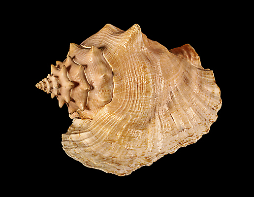 포토 JPG 해외이미지 모양 동물 1 웰빙 바다 백그라운드 곡선 자연 조개 연체동물 나선형 씨앗 사람없음 장식 갈색 쌓기 검은색 젖음 소용돌이 껍질 닫기 맛 소라 오브젝트 싱글 기념품 모음 여왕 고립 돌봄 해외포토 식물 선 컬러 컨셉 무늬 모션 어패류 무척추동물 한글 회오리 생태계 파일형식 이미지허브