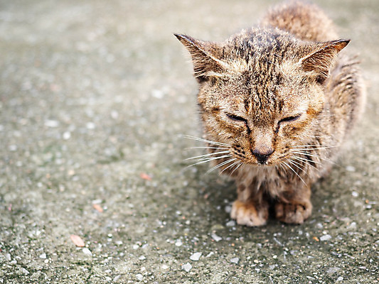 포토 JPG 해외이미지 동물 1 응시 행복 백그라운드 장난 포유류 털 앉기 사람없음 반려동물 갈색 고양이 줄무늬 흰색 작음 모피 자르기 비전 얼룩무늬 지능 스타일 카피스페이스 해외포토 시선 감정 컬러 무늬 모션 공백 크기 파일형식 이미지허브