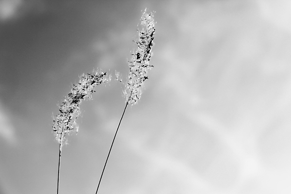 포토 JPG 해외이미지 식물 디자인 공원 백그라운드 잎 밭 자연 사람없음 야외 장식 초록색 뷰티 정원 맑음 중국 성장 흰색 신선 큼 분수 조경 난쟁이 영원 해외포토 공공시설 아시아 컬러 농업 날씨 크기 생태계 파일형식 이미지허브