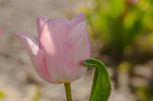 포토 JPG 해외이미지 나무 식물 계절 꽃잎 꽃 백그라운드 컨셉 잎 꽃무늬 농업 채소 오렌지 과일 포도 건강 키위 사람없음 농장 정원 맑음 샐러드 수확 벚꽃 나뭇가지 신선 개화 달콤 맛 사과 레몬 유기농 원예 자두 내추럴 고립 섞기 숙성 채식주의자 비건 해외포토 웰빙 산업 음식 무늬 날씨 취미 채식 파일형식 이미지허브