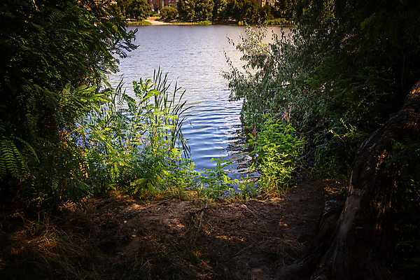 포토 JPG 해외이미지 나무 계절 공원 호수 여행 백그라운드 잎 오렌지 자연 풍경 사람없음 야외 목재 초록색 물 여름 빛 강 컬러풀 햇빛 태양 뷰티 반사 갈색 노란색 평화 환경 맑음 침묵 연못 황금 숲 장면 8월 우크라이나 해외포토 자연요소 식물 공공시설 유럽 컬러 컨셉 과일 재료 날씨 소리 날짜 생태계 파일형식 이미지허브