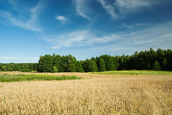 포토 JPG 해외이미지 나무 식물 계절 백그라운드 밭 농업 자연 하늘 사람없음 야외 초록색 파란색 햇빛 농장 농경지 노란색 흰색 시골 황금 숲 낟알 시리얼 밀 해외포토 산업 음식 컬러 곡류 태양 생태계 파일형식 이미지허브