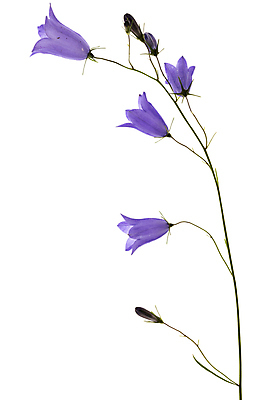 포토 JPG 해외이미지 식물 꽃잎 꽃 줄기 꽃다발 백그라운드 잎 꽃무늬 패턴 자연 사람없음 장식 초록색 파란색 뷰티 정원 보라색 봄 벚꽃 종 흰색 신선 오픈 개화 작음 다발 제비꽃 오브젝트 싱글 꽃가루 라일락 내추럴 고립 꽃수술 블루벨 영원 해외포토 계절 컬러 무늬 크기 가루 생태계 파일형식 이미지허브