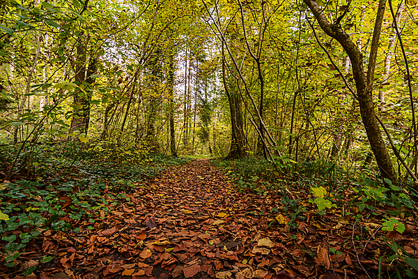 포토 JPG 해외이미지 호수 여행 잎 자연 휴가 휴식 사람없음 야외 물 여름 환경 골짜기 맑음 산책 트래킹 폭포 하이킹 흐름 에너지 가을 바위 물방울 시골 개울 보호 편안함 평형 해외포토 자연요소 식물 계절 컨셉 레저 날씨 강 수영 돌_바위 감각 생태계 파일형식 이미지허브