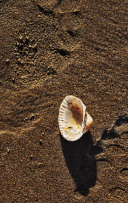 포토 JPG 해외이미지 야생동물 모래 바다 여행 백그라운드 자연 조류 휴가 조개 생물 연체동물 그림자 사람없음 야외 모래사장 햇빛 뷰티 갈색 맑음 젖음 흰색 작음 발자국 싱글 유기농 질감 날것 고립 깨짐 취급주의 해외포토 동물 웰빙 컬러 컨셉 자국 날씨 어패류 무척추동물 경고 태양 크기 생태계 파일형식 이미지허브