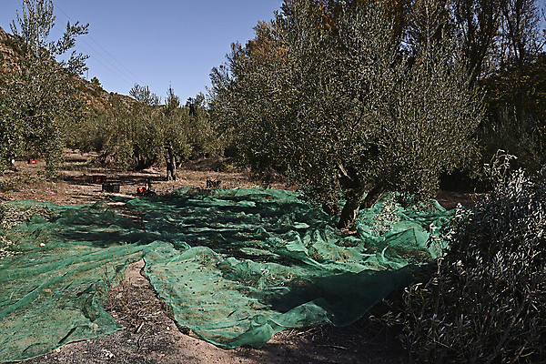 포토 JPG 해외이미지 나무 식물 계절 유럽 음식 여행 농업 자연 건강 풍경 사람없음 야외 가로 초록색 컬러풀 뷰티 농장 정원 수확 안개 성장 나뭇가지 시골 신선 스페인 숲 지중해 고민 에코 생태계 생물학 날것 내추럴 바이오 뿌연 숙성 해외포토 교육 감정 나라 산업 바다 컬러 날씨 환경 파일형식 이미지허브