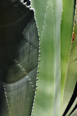 포토 JPG 해외이미지 모양 식물 디자인 백그라운드 잎 패턴 자연 풍경 사람없음 장식 초록색 활발 나뭇가지 가시 묘사 날카로움 상록수 고립 영원 이국적 환상 해외포토 나무 컬러 컨셉 무늬 생태계 파일형식 이미지허브