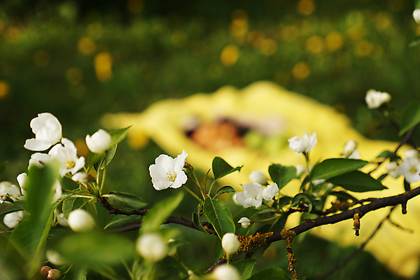포토 JPG 해외이미지 나무 식물 계절 꽃잎 꽃 줄기 분홍색 백그라운드 잎 꽃무늬 자연 새로움 사람없음 야외 장식 초록색 파란색 빛 농작물 컬러풀 뷰티 노란색 정원 맑음 봄 성장 벚꽃 흰색 나뭇가지 신선 개화 사과 원예 질감 꿀 자두 해외포토 컬러 컨셉 무늬 농업 과일 날씨 취미 생태계 파일형식 이미지허브