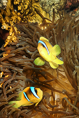 포토 JPG 해외이미지 동물 야생동물 바다 여행 자연 휴식 이집트 어류 사람없음 야외 물 컬러풀 뷰티 환경 바닷속 수중 다양 산호 잠수함 생태계 다이빙 생물학 지느러미 암초 홍해 깊이 동물상 생태학 아네모네 해외포토 자연요소 교육 꽃 컬러 다수 컨셉 아프리카 조형물 수영 수중동물 자포동물 수중스포츠 파일형식 이미지허브