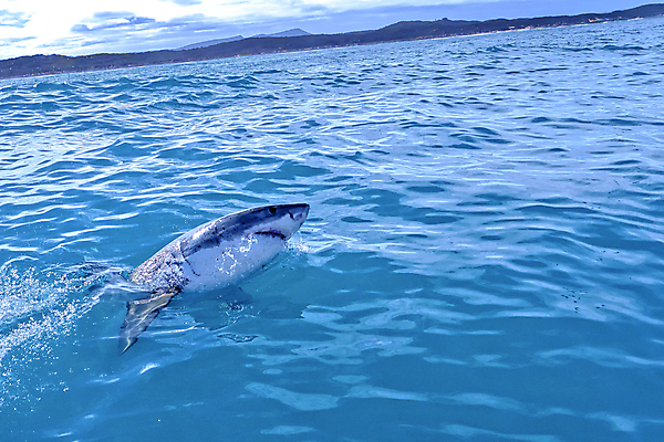 포토 JPG 해외이미지 동물 야생동물 여행 아프리카 자연 어류 사람없음 야외 초록색 파란색 뷰티 환경 다양 치아 보호 위험 생태계 생물학 육식동물 상어 사냥꾼 서식지 대서양 남아프리카 동물상 무료 보호구역 생태학 해외포토 직업 교육 나라 바다 컬러 다수 컨셉 조형물 수중동물 소화기관 구역 파일형식 이미지허브