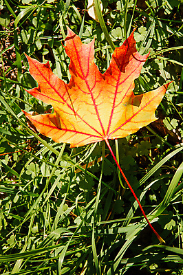 포토 JPG 해외이미지 나무 식물 계절 단풍 잎 캐나다 패턴 밭 오렌지 부분 자연 건조 잔디 사람없음 야외 장식 빨간색 초록색 컬러풀 갈색 환경 가을 신선 반지 거친 황금 숲 11월 땅 자르기 싱글 질감 정맥 10월 내추럴 옛날 해외포토 컬러 북아메리카 무늬 농업 과일 장신구 모션 날짜 생태계 혈관 파일형식 이미지허브