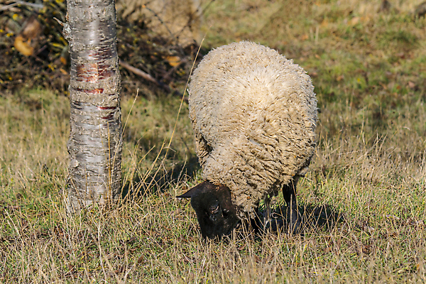 포토 JPG 해외이미지 동물 전통 계절 기독교 종교 백그라운드 십자가 밭 포유류 자연 휴가 부활절 육류 사람없음 초록색 농장 농경지 마을 성경 봄 시골 축하 아기 신생아 양 예수 달콤 군중 방목 언덕 신성 솜털 양고기 양모 해외포토 기념일 컬러 컨셉 농업 식재료 종교용품 사람 직물 신_종교 맛 축산업 생태계 파일형식 이미지허브