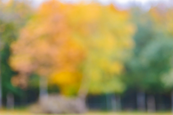 포토 JPG 해외이미지 나무 식물 디자인 계절 공원 백그라운드 컨셉 잎 패턴 자연 벽지 추상 사람없음 아웃포커스 초록색 여름 빛 컬러풀 햇빛 태양 뷰티 환경 정원 맑음 봄 소프트포커스 숲 질감 보케 부드러움 내추럴 블러 효과 해외포토 자연요소 공공시설 컬러 무늬 날씨 촬영기법 감각 생태계 파일형식 이미지허브