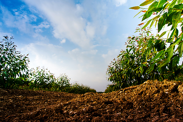 포토 JPG 해외이미지 나무 식물 백그라운드 잎 밭 농업 자연 하늘 사람없음 야외 목재 초록색 파란색 농장 환경 나뭇가지 신선 숲 땅 삼림지대 유칼립투스 줄서기 해외포토 산업 컬러 재료 모션 생태계 파일형식 이미지허브