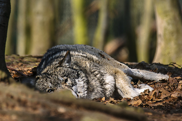 포토 JPG 해외이미지 주간 한마리 야생동물 사람없음 야외 아웃포커스 눕기 소프트포커스 늑대 해외포토 자연요소 동물 1 포유류 모션 촬영기법 파일형식 이미지허브