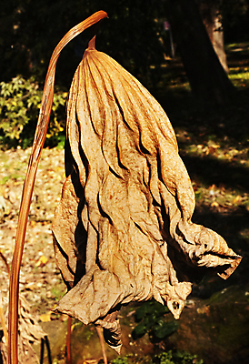 포토 JPG 해외이미지 식물 계절 백그라운드 잎 패턴 부분 자연 표면 추상 건조 연꽃 사람없음 야외 장식 빛 햇빛 정원 맑음 가을 신선 묘사 질감 정맥 내추럴 고립 옛날 해외포토 꽃 무늬 날씨 태양 생태계 혈관 파일형식 이미지허브