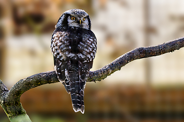 포토 JPG 해외이미지 동물 응시 야생동물 백그라운드 오렌지 자연 조류 뿔 사람없음 머리 회색 흰색 나뭇가지 관찰 숲 먹이 깃털 사냥 부리 독수리 육식동물 부엉이 사냥꾼 외양간 경보 포식 해외포토 나무 직업 시선 컬러 과일 모션 신체부위 생태계 파일형식 이미지허브