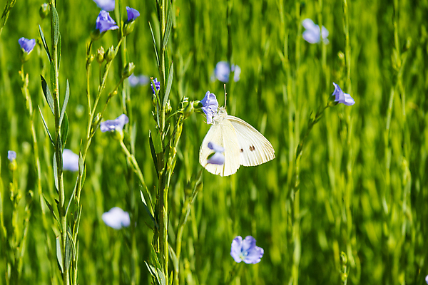 포토 JPG 해외이미지 식물 구름 꽃 백그라운드 밭 농업 자연 하늘 씨앗 풍경 잔디 사람없음 야외 초록색 여름 파란색 농작물 농장 봄 성장 벚꽃 시골 신선 개화 시리얼 내추럴 밭일 아마 많음 해외포토 자연요소 계절 산업 음식 컬러 컨셉 생태계 파일형식 이미지허브