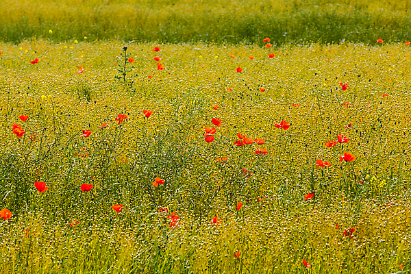 포토 JPG 해외이미지 식물 1 꽃 백그라운드 컨셉 밭 농업 자연 하늘 풍경 사람없음 빨간색 초록색 여름 파란색 농작물 약 정원 봄 성장 시골 시리얼 양귀비 밭일 아마 옛날 해외포토 계절 산업 음식 컬러 의학 생태계 파일형식 이미지허브