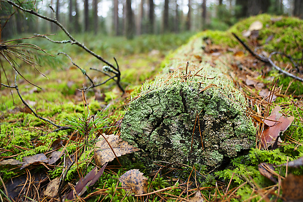 포토 JPG 해외이미지 나무 식물 계절 공원 백그라운드 잎 패턴 자연 표면 날씨 추상 건조 이끼 풍경 사람없음 야외 목재 초록색 여름 파란색 환경 손상 성장 가을 나뭇가지 죽음 황무지 떨어짐 숲 통나무 장면 내추럴 깨짐 벨로루시 슬로베니아 옛날 해외포토 공공시설 유럽 컬러 컨셉 무늬 재료 생태계 파일형식 이미지허브